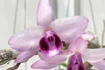 Rùng rùng đi lùng mua mầm phong lan đột biến 7 tỷ