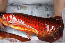 Huyền thoại cá huyết rồng vẩy đỏ nặng hơn nửa tạ ở Biển Hồ