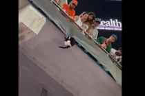 Video: Thót tim xem khoảnh khắc chú mèo rơi tự do từ khán đài