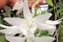 Vỡ trận lan phi điệp: Người tán gia bại sản, kẻ ôm trăm tỷ biến mất