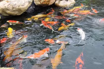 Tận mắt đàn cá Koi "đẳng cấp, độc nhất" trên đất Đà Lạt