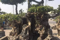 Sanh cổ ôm đá thế đẹp lạ, hút đại gia chơi cây cảnh