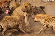 Sư tử tấn công linh cẩu, bị cả đàn quây đánh hội đồng