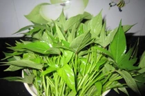 Vì sao gọi lá khoai lang là "món ăn trường thọ hàng đầu"?