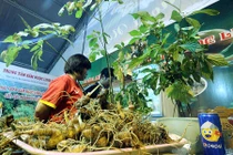 Chỉ bán hơn nửa tạ sâm Ngọc Linh, bỏ túi 5 tỷ đồng từ một phiên chợ