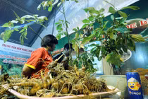 Chỉ bán hơn nửa tạ sâm Ngọc Linh, bỏ túi 5 tỷ đồng từ một phiên chợ