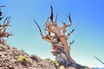 Video: Cây thông cổ thụ nhiều tuổi hơn cả Đại kim tự tháp Ai Cập