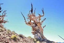 Video: Cây thông cổ thụ nhiều tuổi hơn cả Đại kim tự tháp Ai Cập