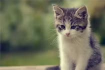 Đau khổ vì bị hàng xóm 'thịt' mất mèo cưng, cô gái được bày kế độc