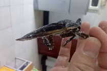 Loại côn trùng giống gián bán 3,5 triệu/kg