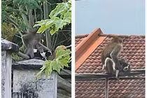 Chó con bị khỉ hoang bắt cóc và màn giải cứu con vật đáng thương