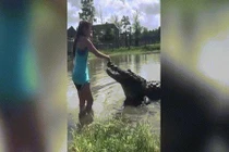 Video: Kinh ngạc cảnh cô gái tay không cho cá sấu khổng lồ ăn