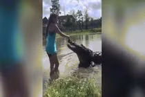 Video: Kinh ngạc cảnh cô gái tay không cho cá sấu khổng lồ ăn