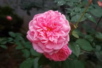 Đi họp lớp với chồng, nhìn thấy một đứa trẻ, tôi bủn rủn chân tay