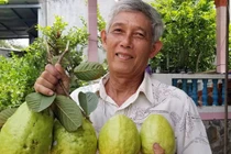 Ổi khổng lồ mỗi năm ra hơn 100 quả, nặng tới 1 kg/quả