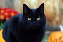 4 con vật mang nhiều sát khí đi tới đâu mang tới “đại họa” ở đó