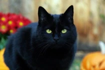 4 con vật mang nhiều sát khí đi tới đâu mang tới “đại họa” ở đó