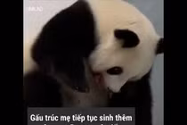 Video: Cặp gấu trúc song sinh hiếm gặp ra đời ở Đức