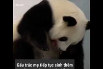 Video: Cặp gấu trúc song sinh hiếm gặp ra đời ở Đức