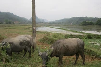 Học sinh lớp 3 bị chết đuối bên suối trong giờ ra chơi