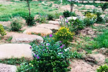 Khi về thăm chồng, vợ sững sờ thấy cảnh trong vườn