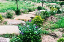 Khi về thăm chồng, vợ sững sờ thấy cảnh trong vườn