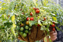 7 loại cây trồng trong giỏ cho quả lúc lỉu, nhìn “ngon” mắt, vặt đã tay