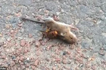 Video: Ong bắp cày to kinh dị đoạt mạng chuột trong chưa đầy một phút