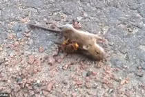 Video: Ong bắp cày to kinh dị đoạt mạng chuột trong chưa đầy một phút