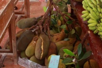 Cây mít Tố Tây trái từ gốc tới ngọn, 8 tháng "chửa đẻ"