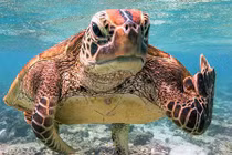 Bức ảnh chú rùa "tỏ thái độ" trước ống kính gây sốt bất ngờ