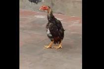 Video: Cười nghiêng ngả xem gà đi catwalk