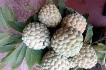 Trồng thứ quả tưởng không còn ai ăn, bất ngờ thu 700 triệu