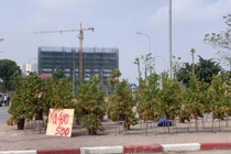 Quất, đào sale sập sàn vẫn vắng bóng người mua