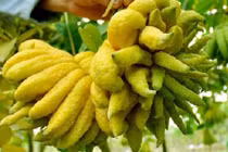 Sự thật về quả phật thủ nhà nào cũng thờ cúng dịp Tết nguyên đán?