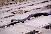 Nuôi rắn độc: Tha hồ ôm vàng ròng đổi lấy siêu xe sang