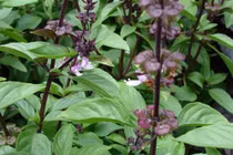 Loại rau gia vị có khả năng ngừa đột quỵ, bảo vệ tim cực tốt 