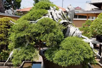 Ngắm “siêu cây cảnh” vô giá, hiếm có