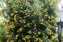 Xuất hiện nhiều hoa, trái, cây lạ phục vụ Tết Mậu Tuất 2018