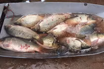 Tiết lộ bí mật cá chép nuôi gắn mác cá sông bán khắp chợ