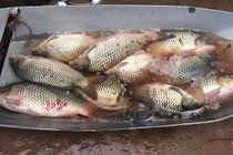 Tiết lộ bí mật cá chép nuôi gắn mác cá sông bán khắp chợ