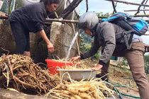 Sâm Ngọc Linh: Cây giúp vùng căn cứ cách mạng thoát nghèo