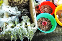 Chợ sâu bọ độc lạ giữa Sài Gòn