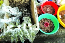 Chợ sâu bọ độc lạ giữa Sài Gòn