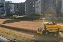 Mảnh ruộng lọt thỏm giữa chung cư, ông nông dân quyết giữ không bán lại