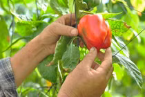 Nông dân thu vài triệu mỗi ngày nhờ trồng thứ quả xanh đỏ này