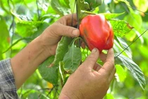 Nông dân thu vài triệu mỗi ngày nhờ trồng thứ quả xanh đỏ này