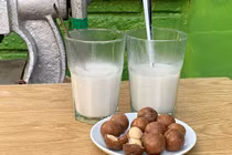 Thăm trang trại trồng loài cây ra hạt ví như “hoàng hậu” quả khô