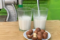 Thăm trang trại trồng loài cây ra hạt ví như “hoàng hậu” quả khô