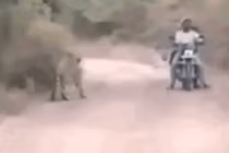 Video: 2 thanh niên chạm trán hổ dữ ở giữa đường và cái kết gay cấn